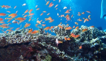 きっと誰もが魅了される海底の神秘!最近海に潜ったので、ダイビングの写真を晒していく