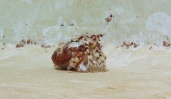 【驚愕の擬態】ヤドカリを真似るイカがいた、魚を油断させて襲うためか(動画あり)