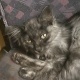 侵入社員(猫?)のハッピーです!