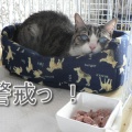 ��ǯ�Τ��������ޤ��Ǥ���^^;