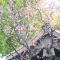 牛天神様の紅梅