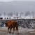 ��󥴥�ε�����
