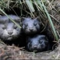動物愛護団体が飼育施設に侵入、ミンク5万匹超を逃がす