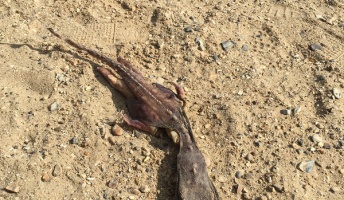 イギリスで謎の生物が見つかる。その姿は魚と動物が一体化したような外見だった