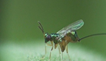 【動物学】金属ドリルで果実に穴をあける寄生バチ