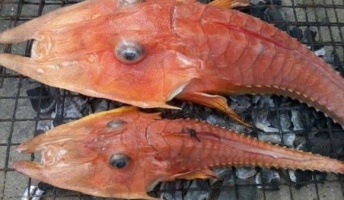 漁師たちが度肝を抜かれたエビと魚が合体したようなこのクリーチャーの正体は?(写真あり)