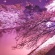 【画像有】桜はなぜ1週間しか仕事をしないのか…福岡で開花