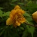 庭の花 「5月」