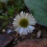 庭の花 「5月」