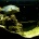 �Ȥ���ޥ��������μ���ʥĥ��ۥ���,Speckled blue grouper��