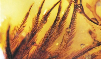 遥か古代の姿を楽しもう!『琥珀に閉じ込められた虫の画像を見せたい』