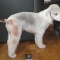 犬ごはん