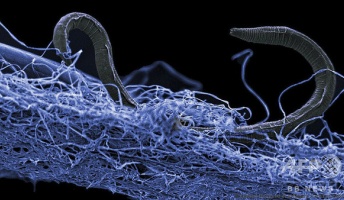 海底地下に広大な「生命体の森」発見 数百万年前から存在の可能性も