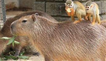 カピバラの背中にリスザルが乗って移動する「カピバラタクシー」が名物に 東武動物公園(画像あり)