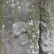 鎌倉の寿福寺、北条政子ゆかりの寺