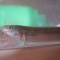 水槽の大掃除