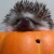 (o'д')ノ☆゚*。TRICK or TREAT*゚☆ヽ('д'o)