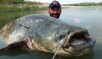 【画像】重さ120kg以上の超巨大ナマズが釣りあげられる