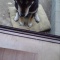 一 番 か わ い い 犬 は 柴 犬