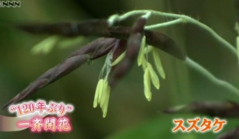【凶花】120年に一度だけ咲く『ササの花』が一斉に開花!ネットで凶兆ではと話題「1896年には明治三陸地震も・・・」
