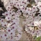 我が町の桜の名所の景観です(^.-)☆(13)