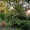 mother's garden