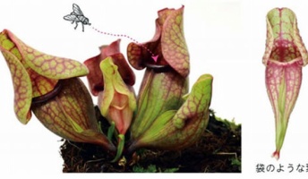 【植物生理】食虫植物の袋状の葉ができる仕組み発見 - 基礎生物学研究所