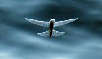 【動画あり】凄すぎるトビウオの飛行能力!