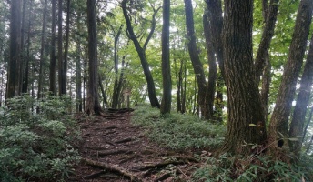 【詳細不明】新種のUMAか?激写された首の長い奇妙な生物のミイラがこちら