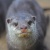 みさき公園　シャイニーズ・エンジェルズ