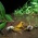 リュウキュウカジカガエルの繁殖