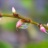 みずひき草、みずたま草に