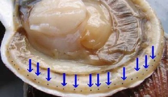 神「全方位に目ついてる生物最強やろw」