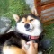 一 番 か わ い い 犬 は 柴 犬
