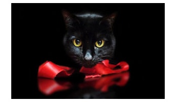 不可解な体験、謎な話 『猫の墓守』 他