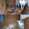 一 番 か わ い い 犬 は 柴 犬