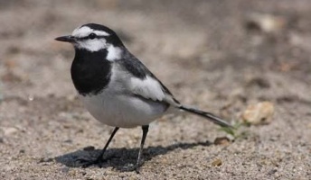 鳥クイズだしまーす検索してもいいでーす(画像あり)