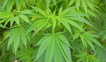 日本でも大麻を解禁すべき?「医療大麻は海外では当たり前」というのは本当か