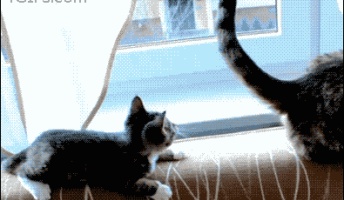 このgif見たことねぇwwwwwwwwwwwwwww
