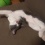 みいちゃんとチビすけの寝顔