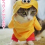 ビッグバードになったねこ３