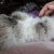 ねこ退院