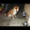 おやつの隠し場所に近付かれると挙動不審になる柴犬 Shibe behave suspiciously near the hiding place of dog treats.