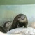 アクア・トトぎふ　上からコツメ