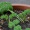 Herbs!