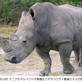 世界で残り2頭に！絶滅寸前のキタシロサイ最後のオスが感染症で死亡、必死の努力もかなわず状況は絶望的