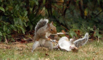 まるで格ゲー。野生のリスが飛び蹴りをかまし餌を奪い合う、仁義なき戦いが激写される!!
