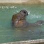 プール、楽しい♪　～見ている方も楽しい！～