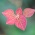 アカメガシワの新芽