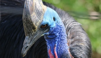 飼っていた珍鳥に襲われ75歳男性が死亡・・・